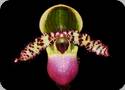 Paph. liemianum